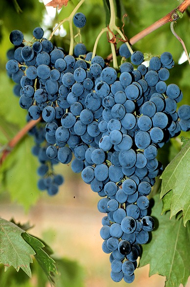 grape cluster small.1