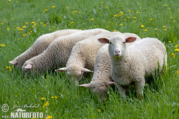 sheeps-54913