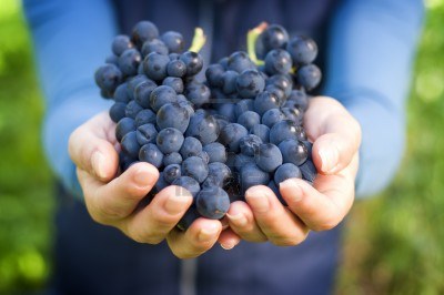 15534444-hand-holding-fresh-red-bunch-of-grapes-in-the-vineyard