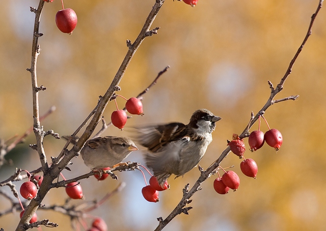 Sparrows_in_crabapple_tree