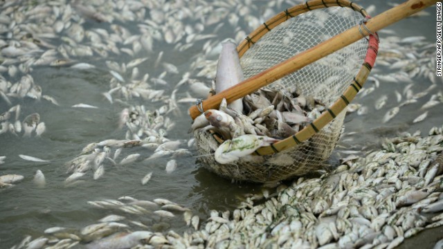 Tons of poisoned fish clog river in Hubei province, China (Reported in CNN Sept 5, 2013)