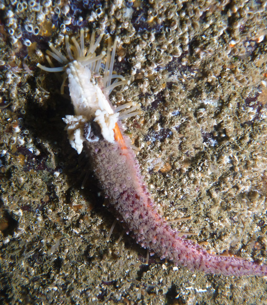 A lone starfish arm taken by a marine biologist who observed massive starfish die-off in Canada (Reported in National Geographic on Sept 9, 2013)