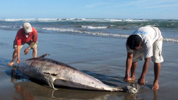 Over 700 dolphins have died along the US Atlantic coast due to a measles-like virus (Reported in The Raw Story on Nov 8, 2013)