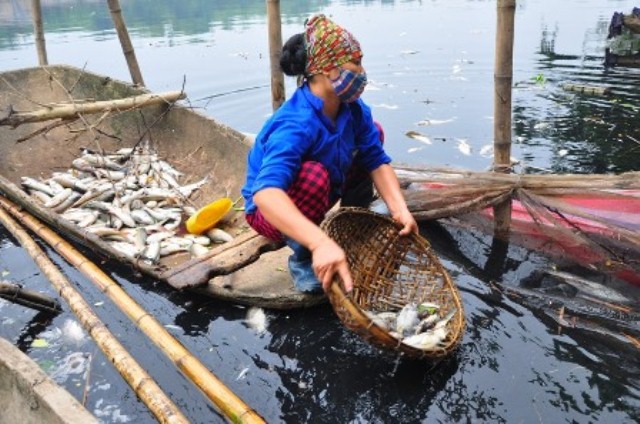 The dead fish covering the sides of Pearl River, Vietnam is causing unbearable stench to the villagers who lived nearby (Reported in Dan Tri News on 16 Oct, 2013)