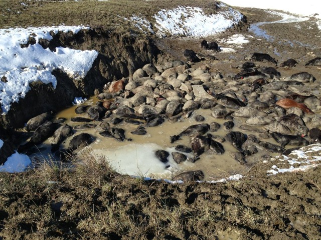 100,000 cattle feared dead in South Dakota in a surprise snowstorm (Reported by CBS News on Oct 15, 2013)