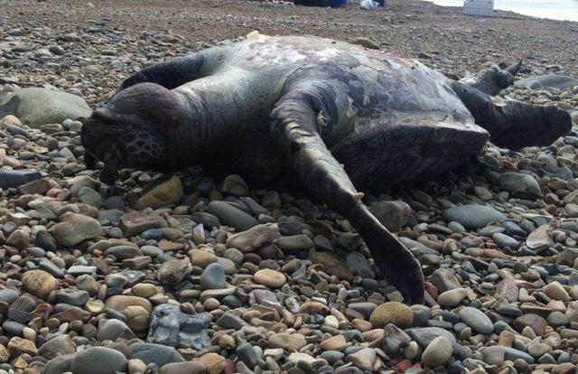 A dead sea turtle on the shores of Costa Rica (Reported in Costa Rica Star Nov 9 2013)