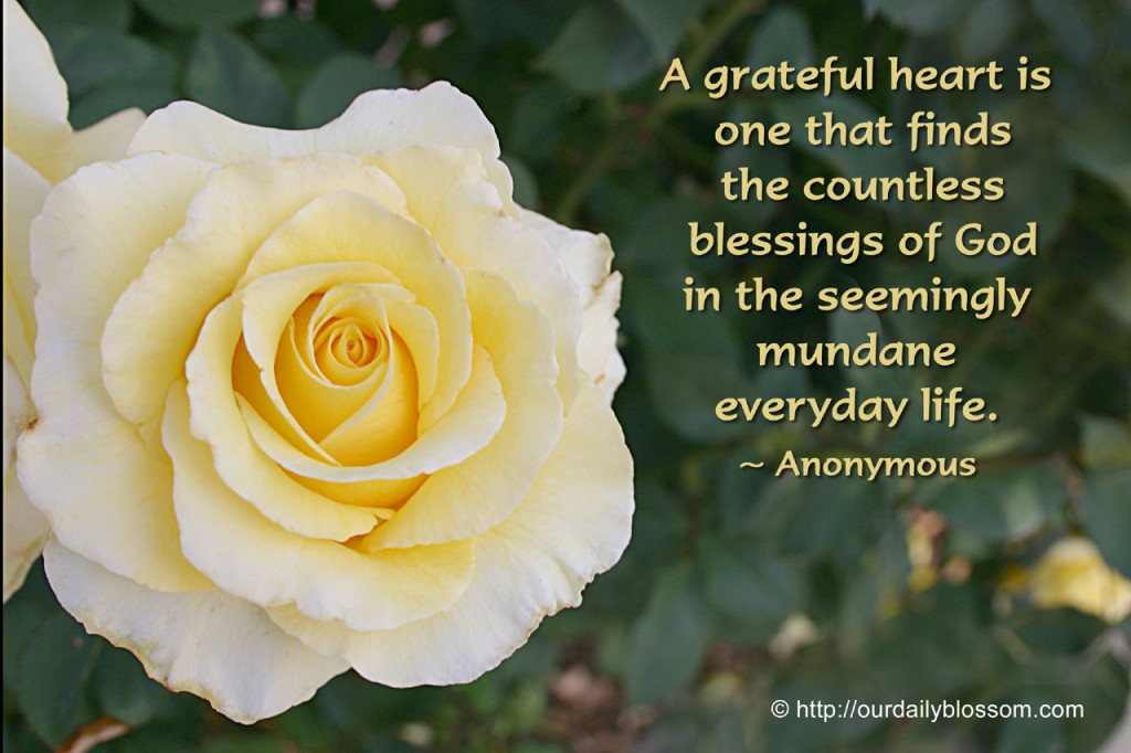 grateful heart rose