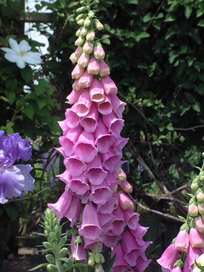 Ref : Foxglove (digitalis)