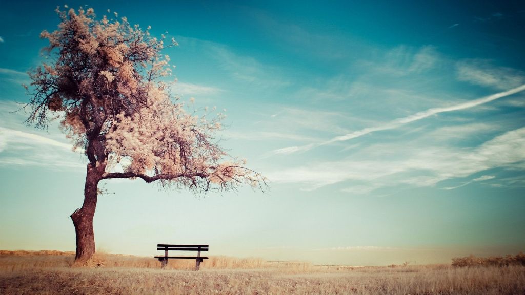 cherry-blossoms-tree-bench-nature-1920x1080