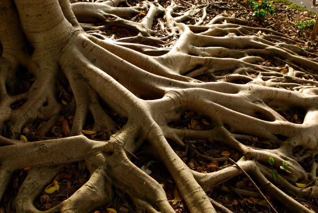 exposed-tree-roots