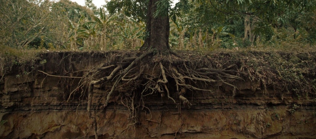 Tree_roots_cross_section-e1351581137309-1024x451