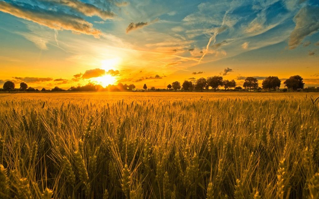 field-spikes-trees-sunset-sky-clouds-nature-1600x2560