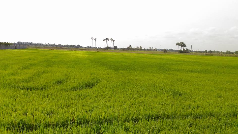 The paddy fields of the provinces