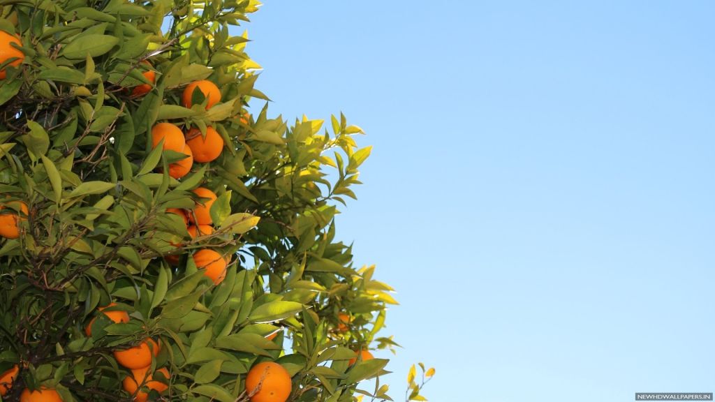 orange-tree-wallpapers-14