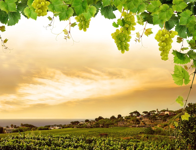 Vineyard by sea and grapevine