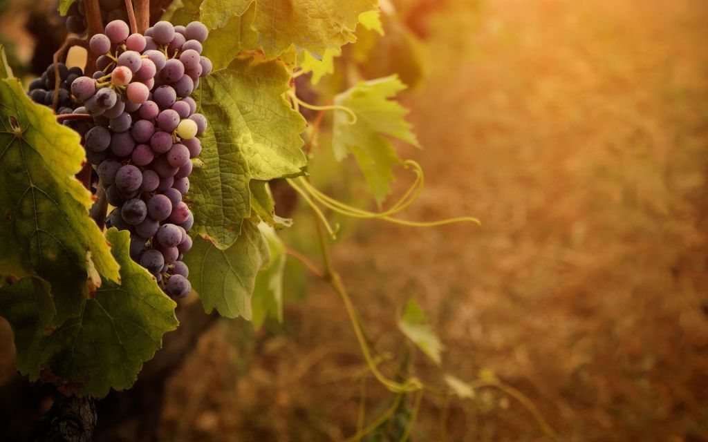 grape-vine-wallpaper-3